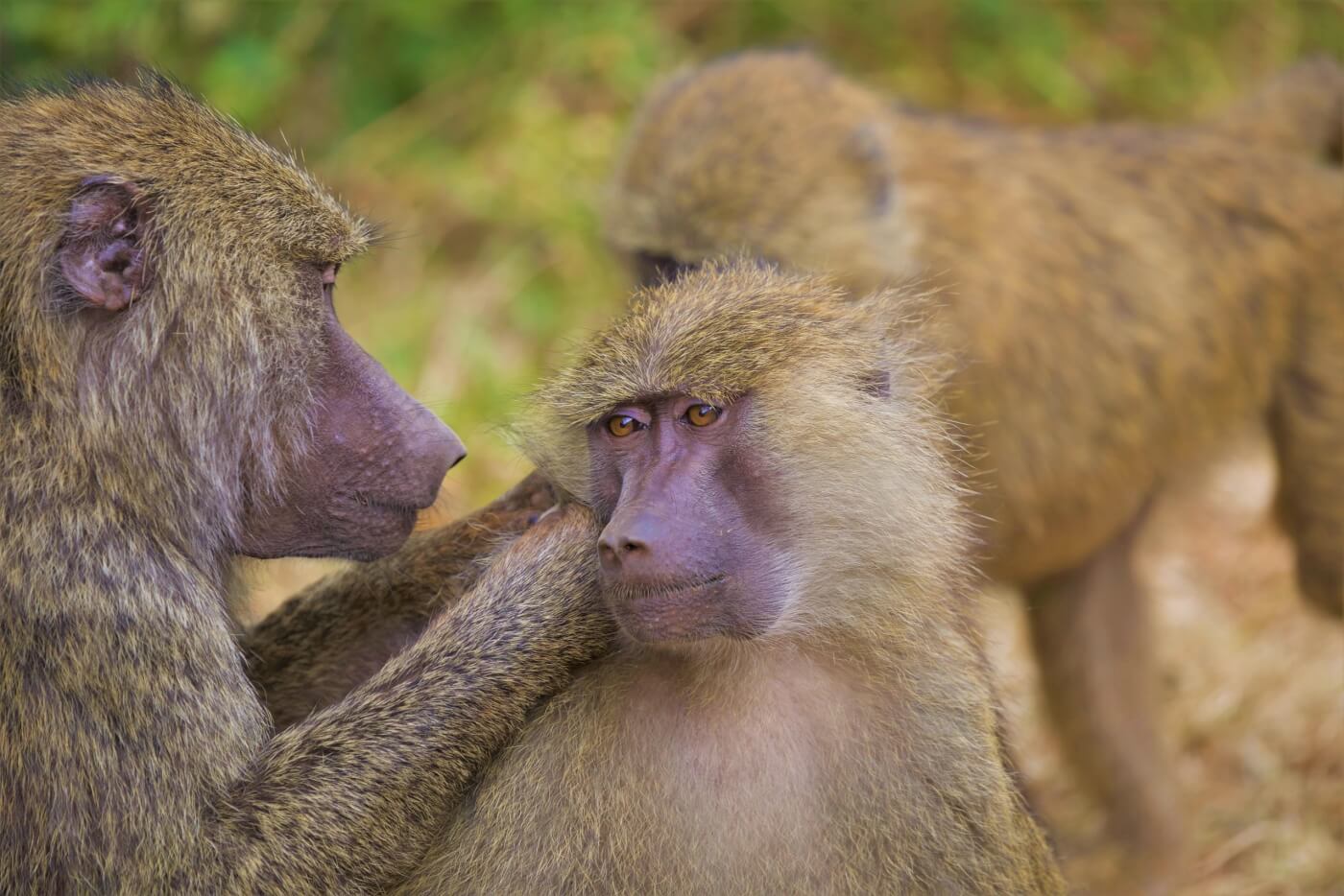 three baboons in natural habitat