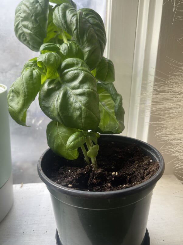 basil growing in a pot