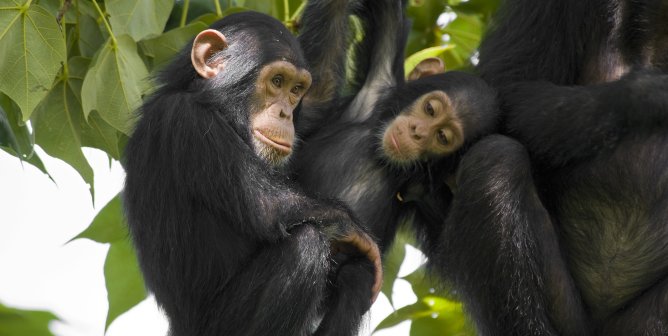 Wildlife shot - chimpanzee family on a tree, Gombe/Tanzania