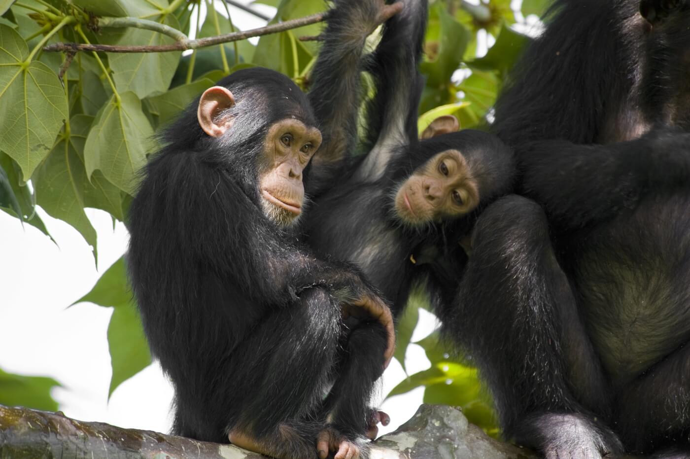 Wildlife shot - chimpanzee family on a tree, Gombe/Tanzania