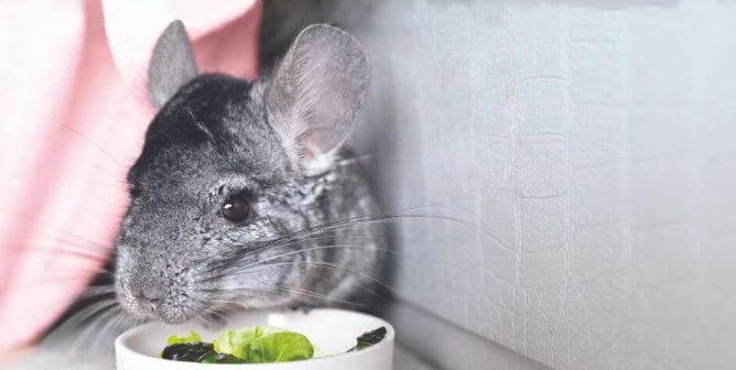 pet Chinchilla eating lettuce