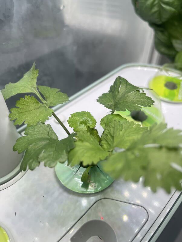 cilantro growing under a grow lamp