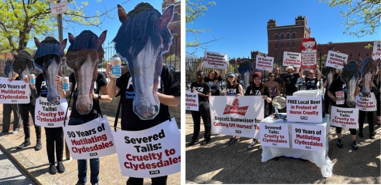 PETA Hands Out Free Beers to Protest Budweiser Clydesdale Mutilations