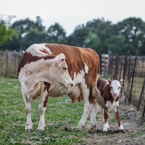 Rescued mother cow and her calf at a sanctuary. 