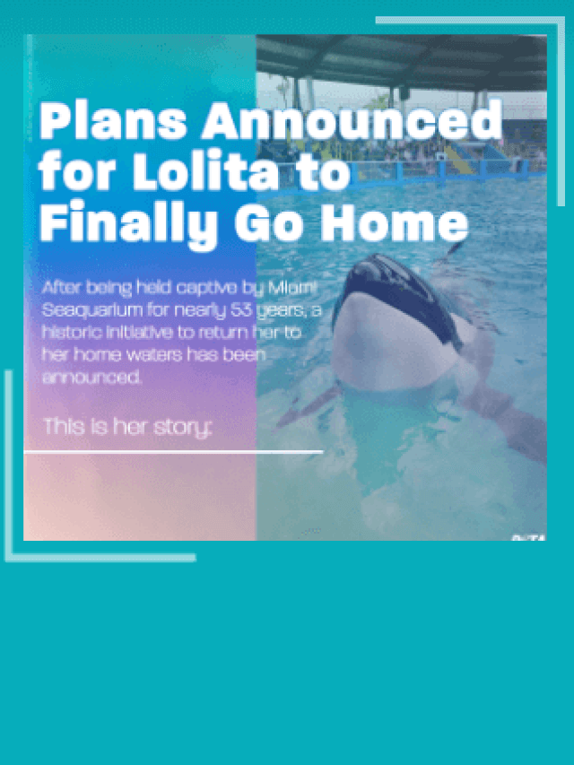 Lolita Goes Home