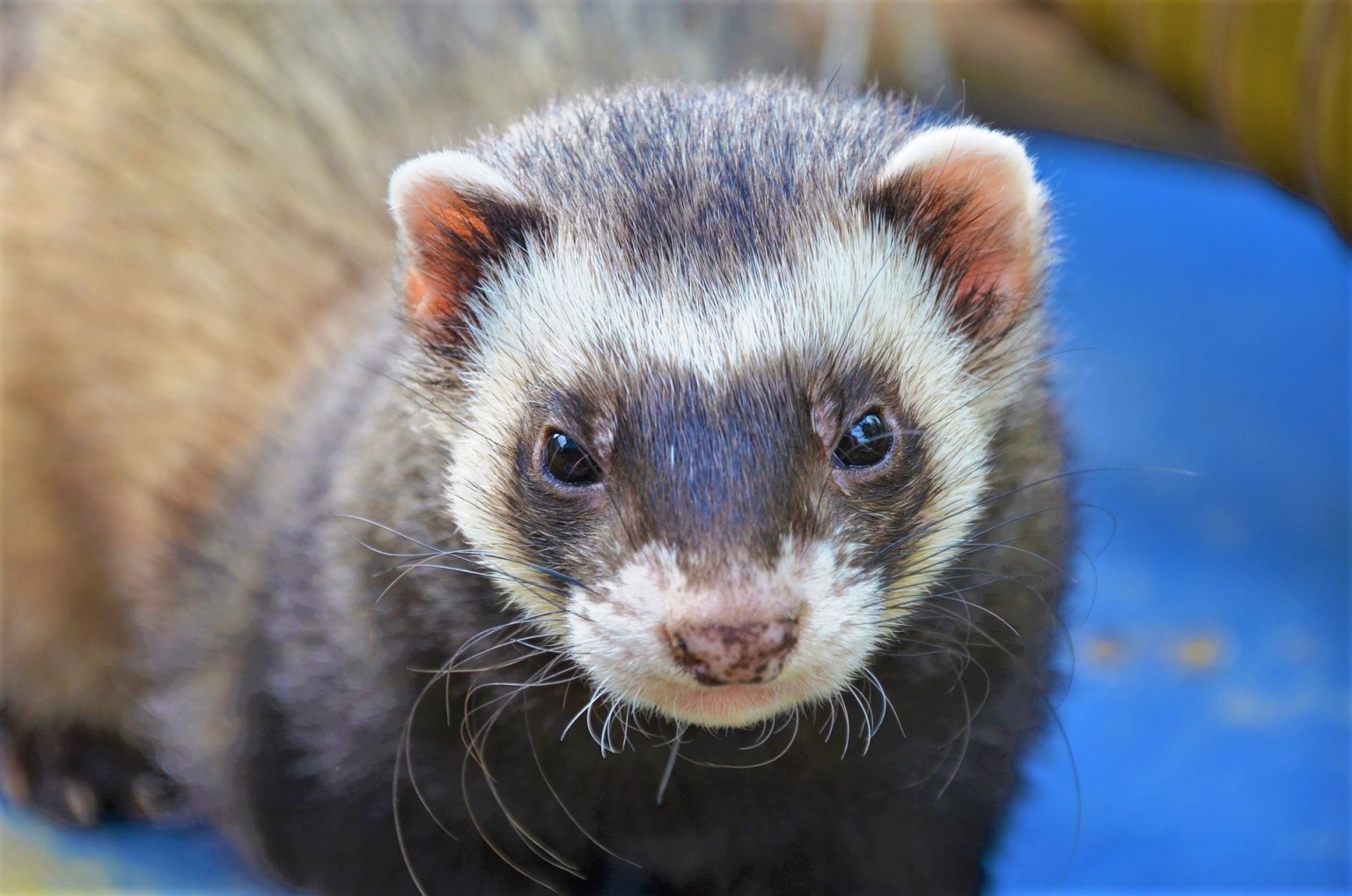 Victory! Army Ends BrainDamage Testing on Ferrets at Wayne State