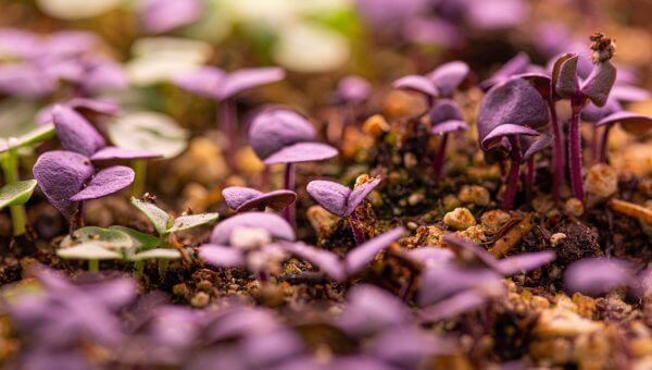 Exercise Your Green Thumb by Growing Your Own Microgreens and Herbs