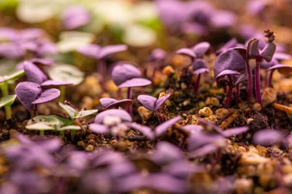 closeup photo of microgreens with purple leaves