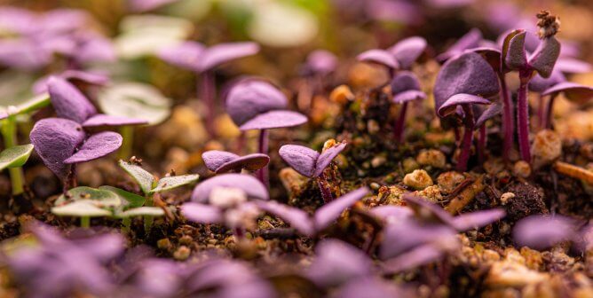 closeup photo of microgreens with purple leaves