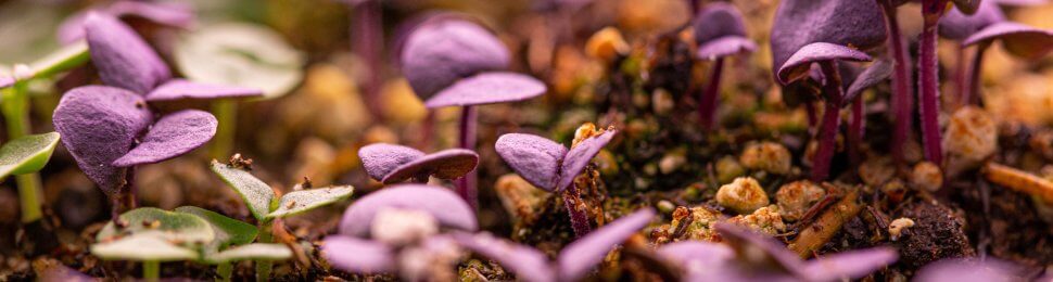 closeup photo of microgreens with purple leaves