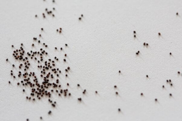 microgreen and herb seeds on a table