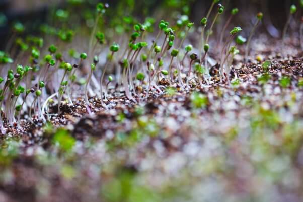 close up photo of microgreen sprouts