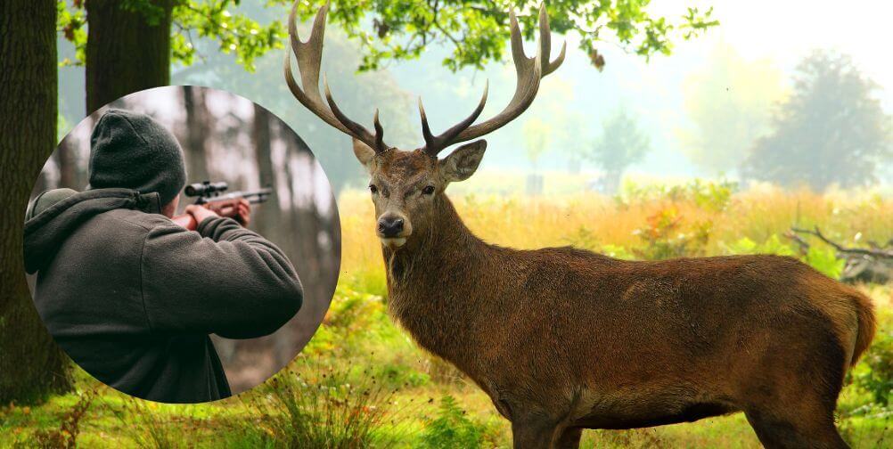 illustrating the dangers of lead ammunition via an alert deer with antlers looking up toward a circular inset image of a hunter aiming a gun