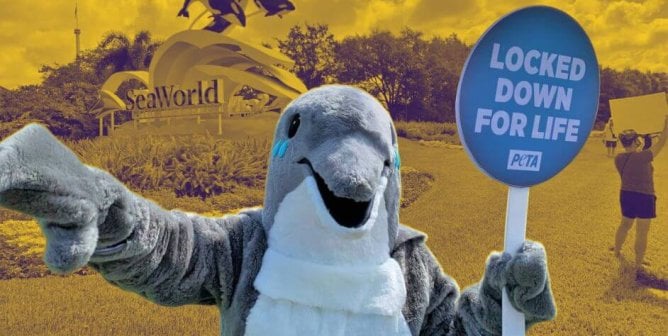 dolphin protester at SeaWorld