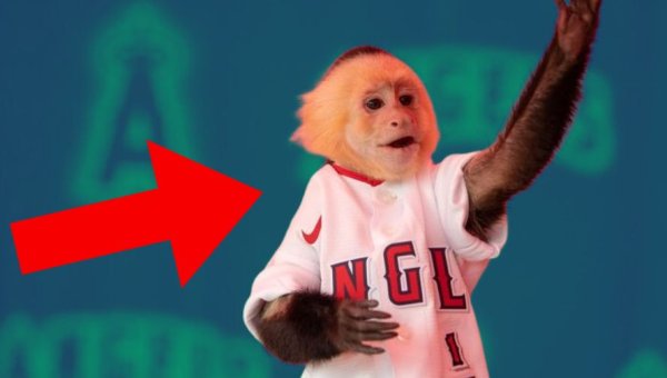 It’s Time for the LA Angels to Stop Using Monkeys for Entertainment!