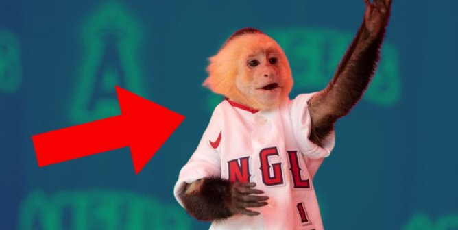 It’s Time for the LA Angels to Stop Using Monkeys for Entertainment!