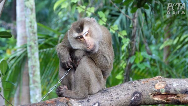 Coconut Cloud May Unknowingly Be Supporting Monkey Labor in Thailand
