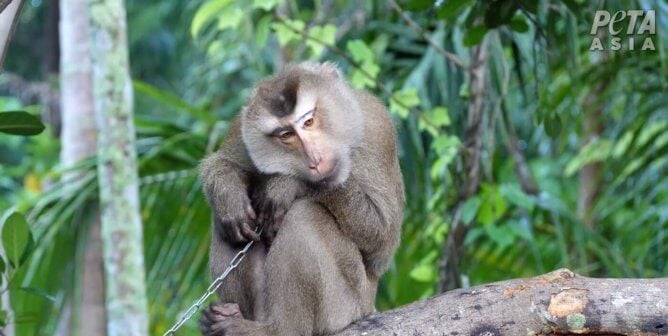 pig tailed macaque chained on a branch