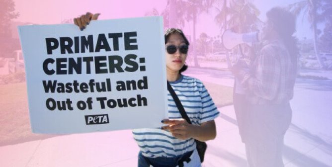 primate center protester with faded color background