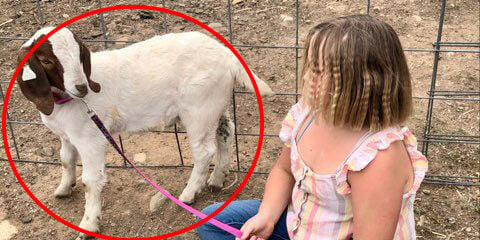 image of little girl with cedar the goat, who was slaughtered for a 4H program