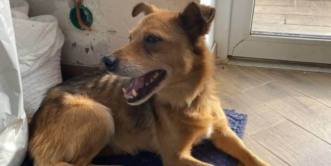 PETA-Supported Teams Rescue 1,000 Fish and Help Ukraine Soldiers Save Dogs