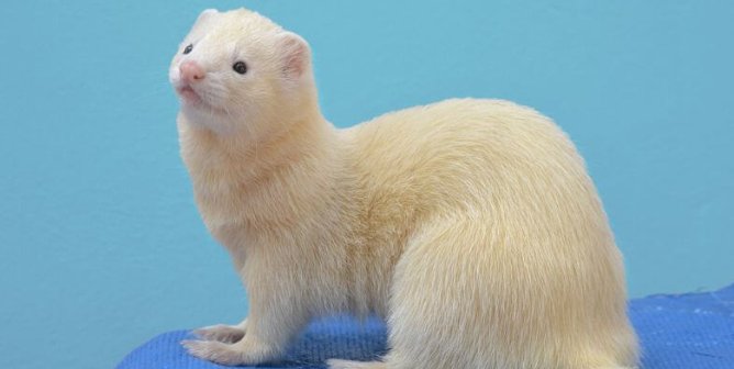 white ferret on blue fabric