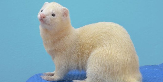 white ferret on blue fabric