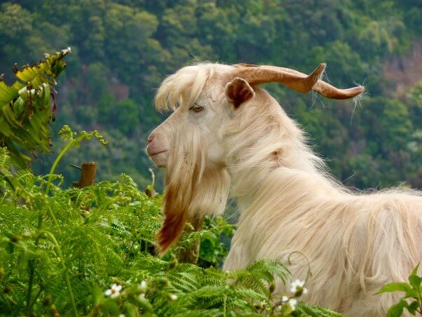 white goat with long hair and curved horns
