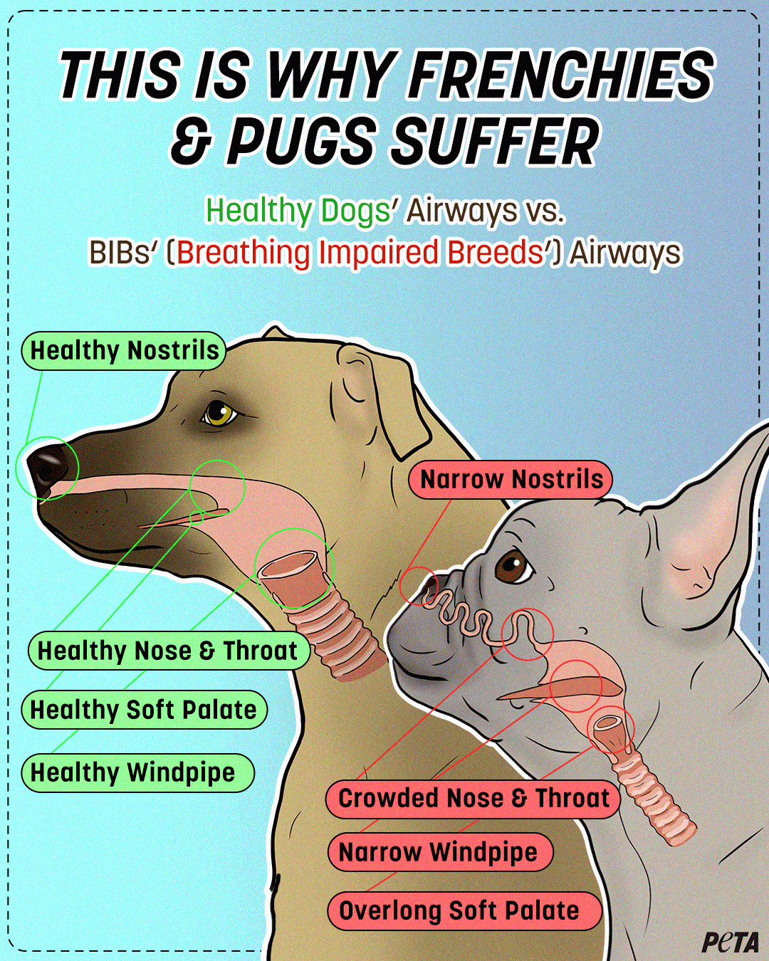 why french bulldogs and pugs suffer infographic