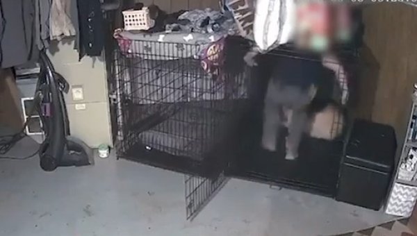 URGENT: Abused Dog in Lancaster, Wis., Needs Your Help!
