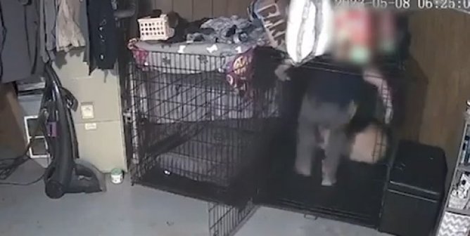 URGENT: Abused Dog in Lancaster, Wis., Needs Your Help!