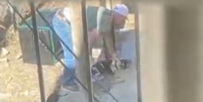 No Charges Filed in Oklahoma After Videotaped Attack on Small Dog?