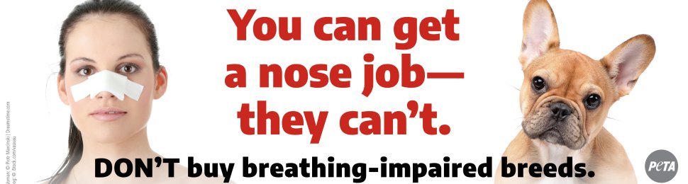 You Can Get A Nose Job – They Can’t. Don’t Buy Breathing Impaired Breeds.