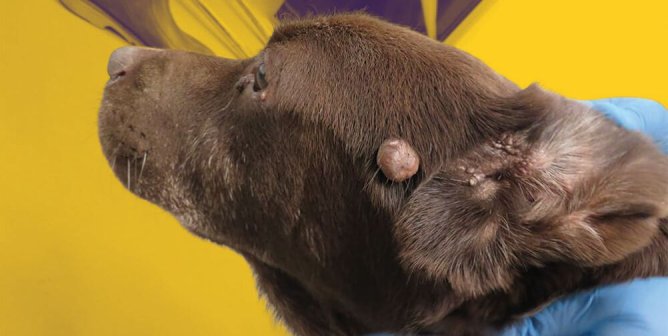 Blue ridge kennel with yellow background