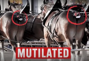 Budweiser Unofficial Planned Goshen Track Appearance of Mutilated Budweiser Clydesdales Sparks PETA Uproar
