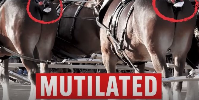 The Unofficial 2023 Budweiser Clydesdales Super Bowl Commercial 0:30