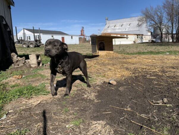 dog near a custom wooden doghouse from PETA