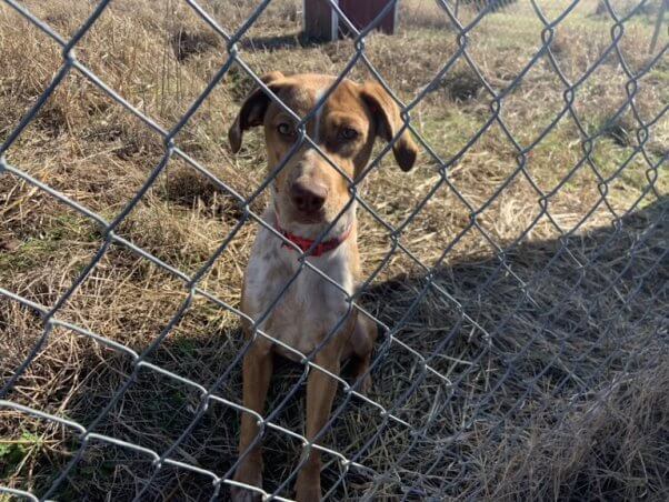 dog behind chain link fence