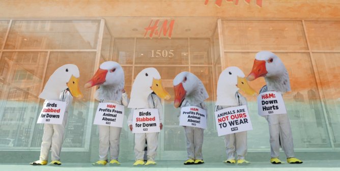 duck protesters at H&M with colorful background