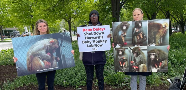 PETA Protests Harvard Monkey Experiments at School Graduation