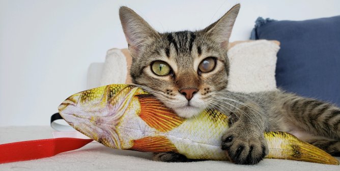 Adoptable cat Helen with a favorite toy