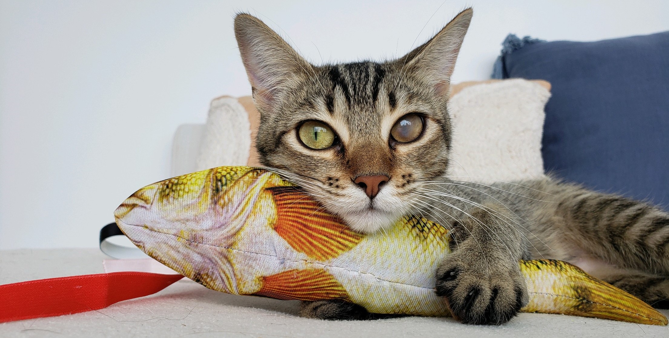 Adoptable cat Helen with a favorite toy