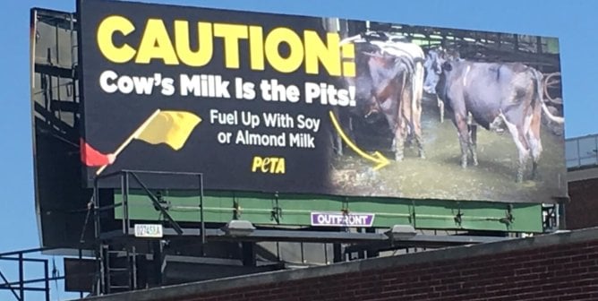 large PETA billboard urging the Indy 500 milk tradition to go vegan with the message: "CAUTION: Cow's Milk Is the Pits! Fuel Up With Soy or Almond Milk"
