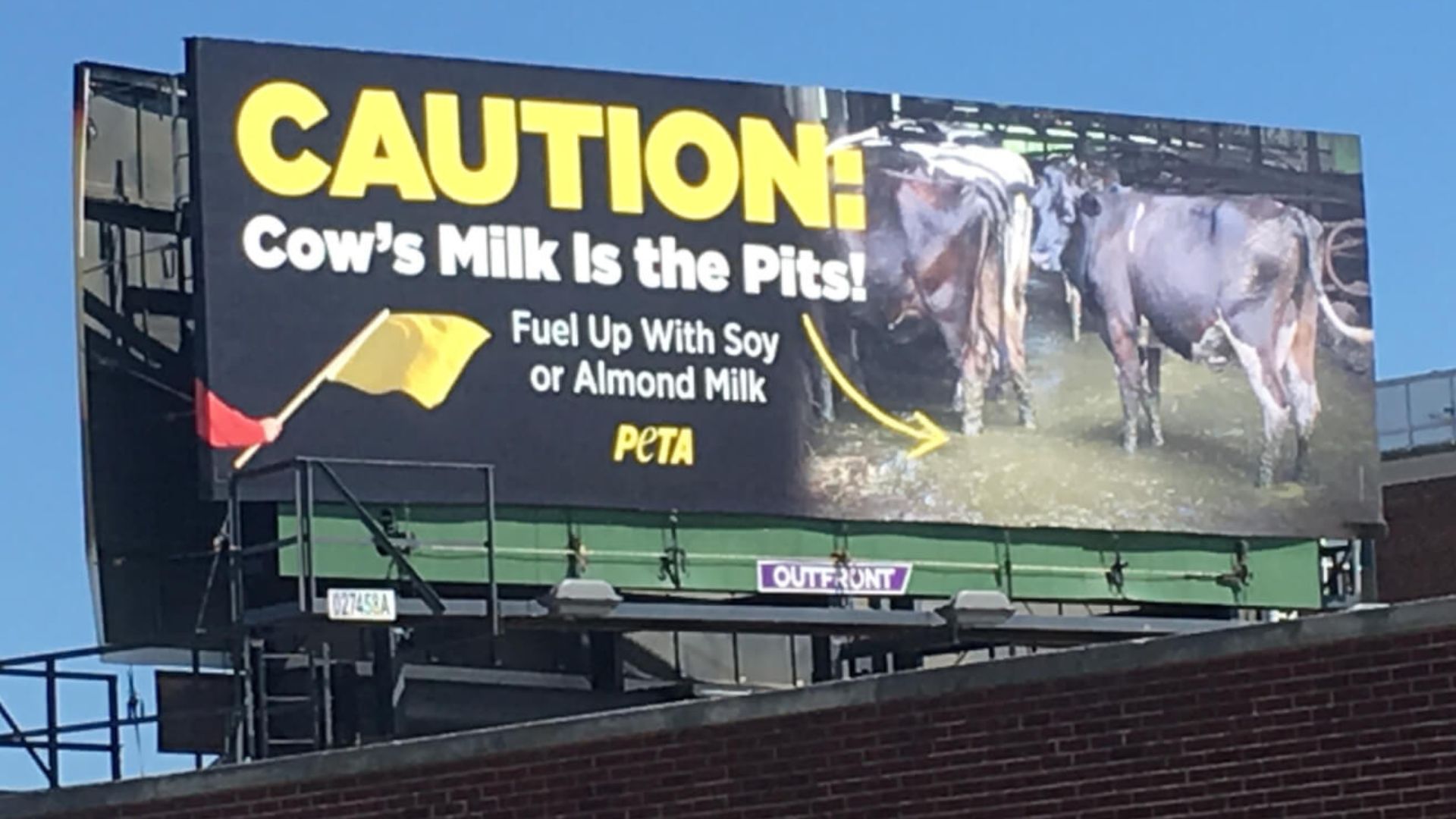 large PETA billboard urging the Indy 500 milk tradition to go vegan with the message: "CAUTION: Cow