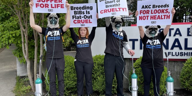 Westminster Dog Show Winner Buddy Holly Will Be Exploited for Life