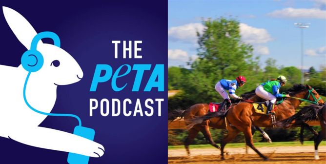 PETA podcast logo and horses being forced to race