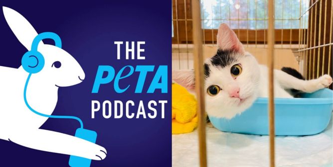 Go Behind the Scenes at PETA With Our New Podcast