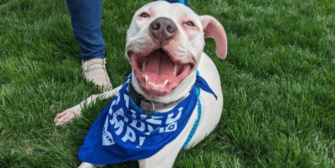 See the Tail-Wagging Headliners at PETA’s Poochella Adoption Fest
