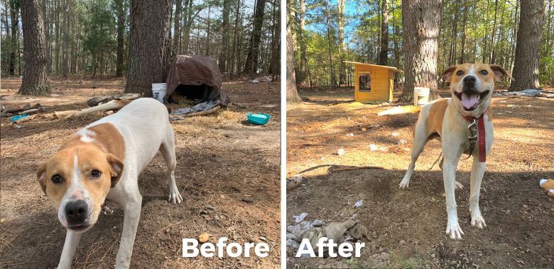 PETA Pounces on Opportunity to Give Puma a New Doghouse