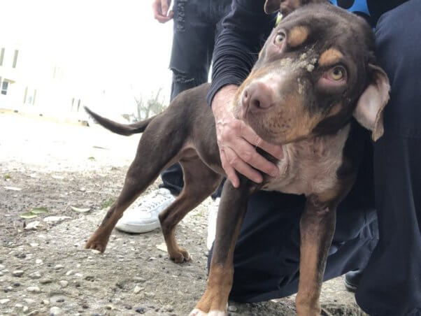 A dog named Roxy after PETA helped treat her severe mange in early 2023